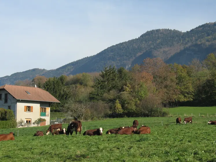 Vaches au pâturage devant un chalet en Haute-Savoie  