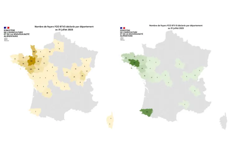 Cartes de France présentant le nombre de foyers de FCO 3 et de FCO 8 par département entre le 1er juin et le 31 juillet 2025. 