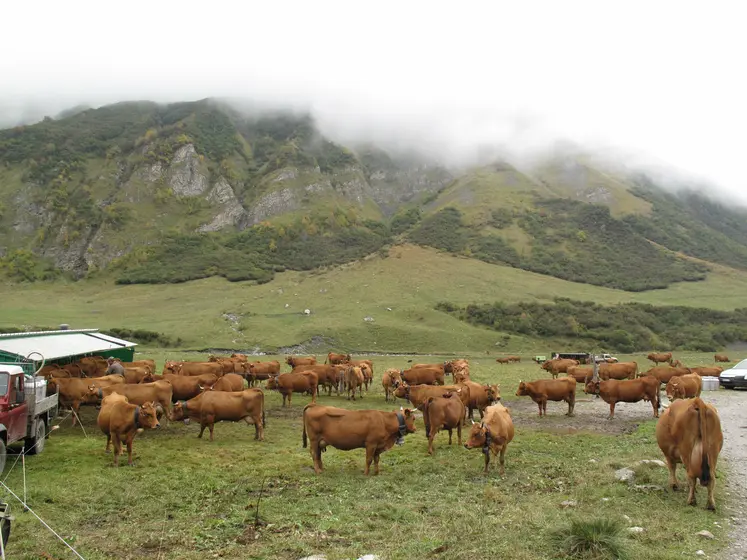 Vaches en alpage