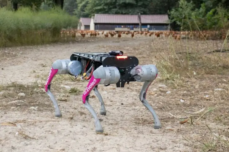 Chien robot piloté par l’IA pour rentrer les volailles dans une exploitation, les volailles sont visibles au fond de la photo.