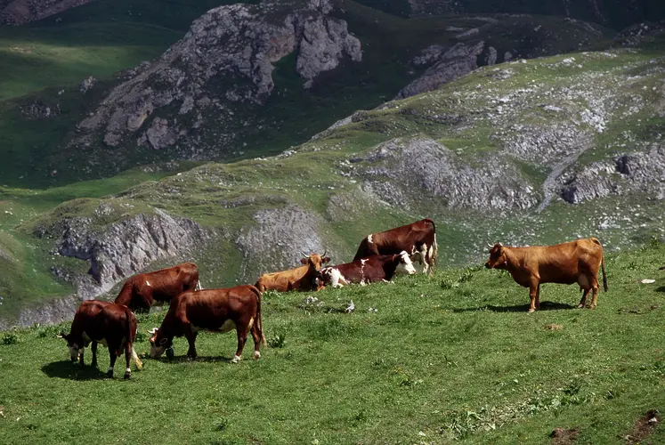 Vaches Montbéliardes et Tarentaises en alpage. Agriculture en zone difficile, pâturage en estive. 