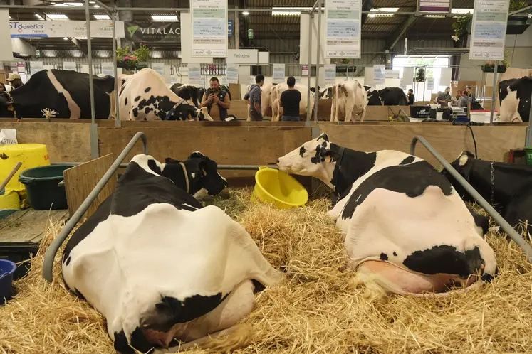 Vaches dans le hall 1 du Space en 2025