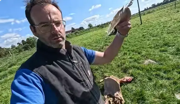 Guillaume, éleveur de brebis, devant une carcasse de brebis dépecée et tenant à la main une plume de vautour.