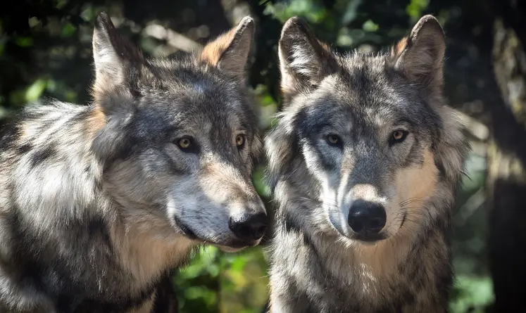 deux loups en gros plan