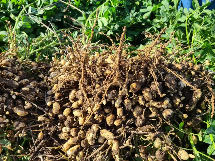 Plants d'arachide sortis de terre. Les coques contenant les cacahuètes sèchent après avoir été arrachés.