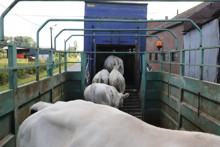 Broutards charolais montant dans une betaillère