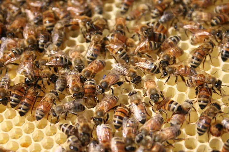 Abeilles dans une ruche