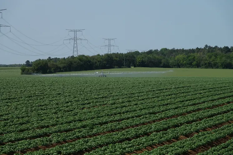champ de pommes de terre