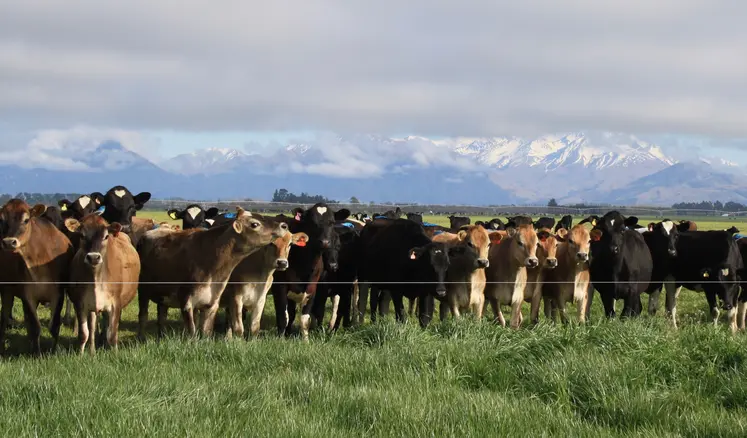 Troupeau de vaches au pâturage en Nouvelle-Zélande