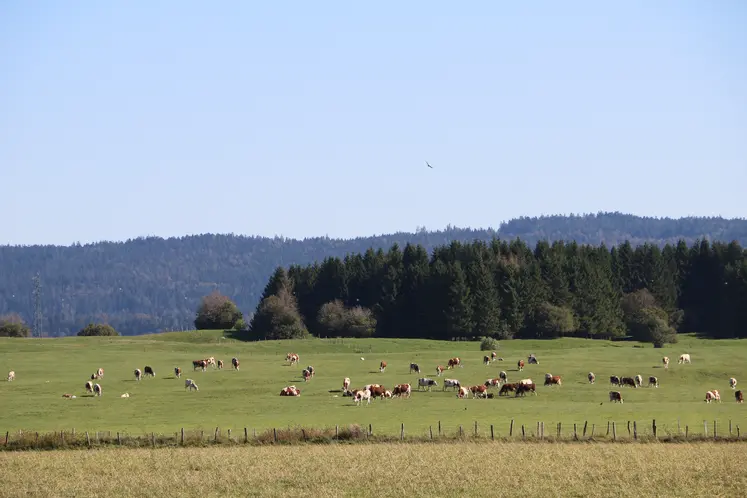 vaches dans une prairie avec une forêt de spins en arrière-plan