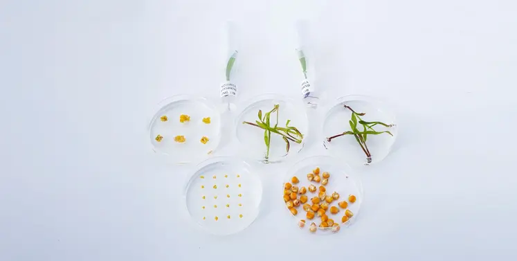 Boîtes de Pétri contenant différents échantillons végétaux de maïs à divers stades de développement, modifiés via des techniques de biotechnologie végétale en laboratoire.