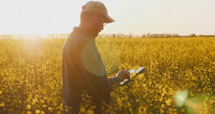 agriculteur dans un champ de colza