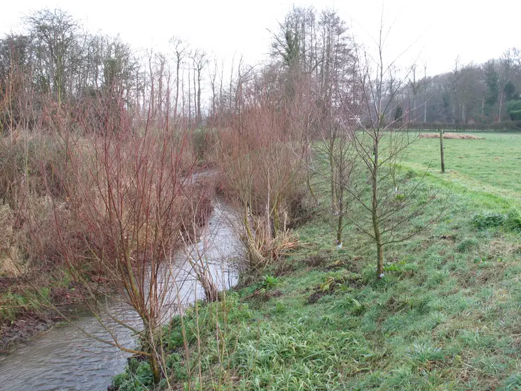 Plantation d'arbre en bordure de cours d'eau à proximité d'un champ.