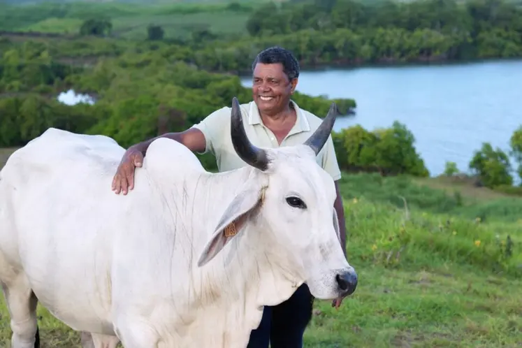 un homme caresse une vache blanche avec la mer en arrière-plan