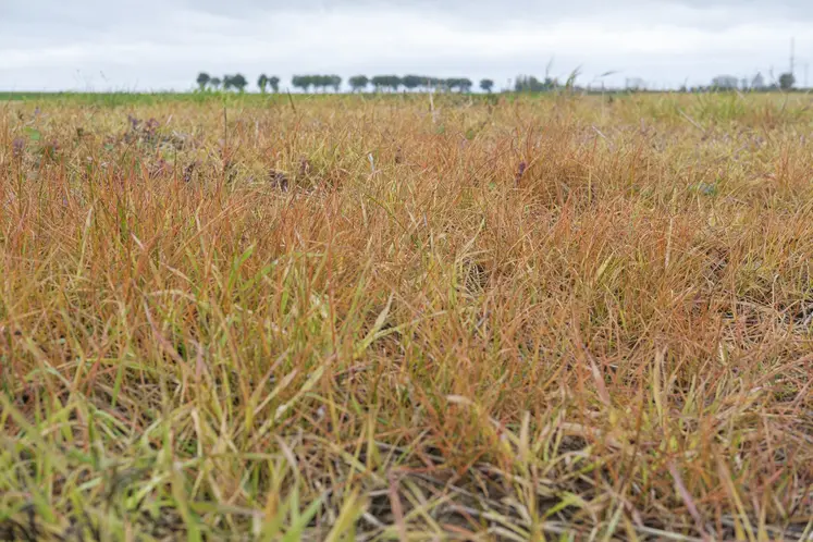 Parcelle traitée au glyphosate fin octobre 2024 dans le nord de l'Eure-et-Loir.