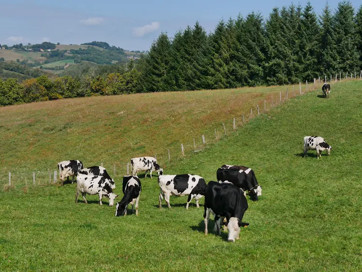 vaches dans une prairie
