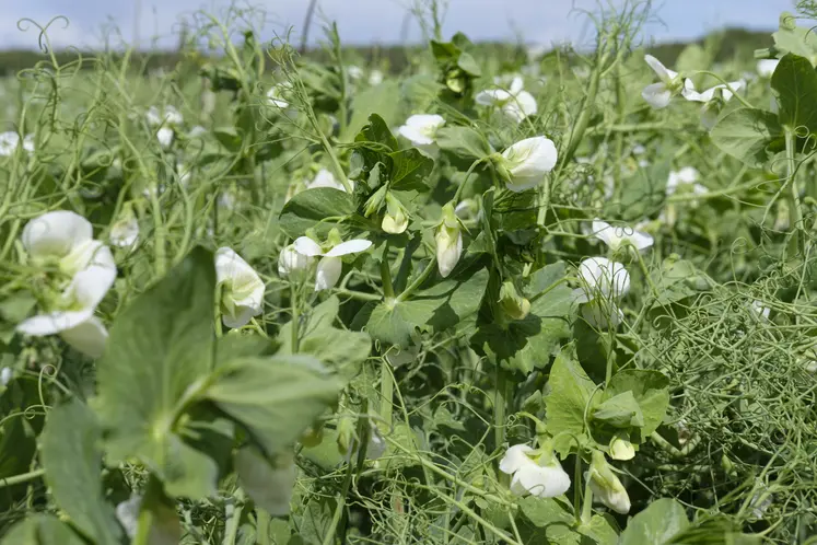 champ de pois protéagineux en fleurs