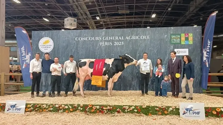 Photo d’archive du concours général agricole 2025 pour la race Prim'holstein