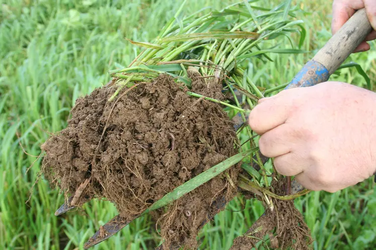 Motte de terre du sol prélevée à la fourche présentant le système racinaire des plantes de pâture