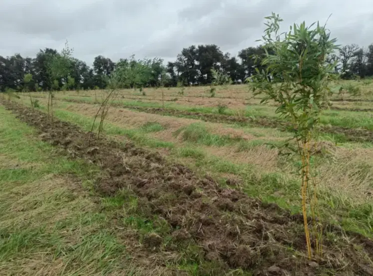 Plantation de bambous