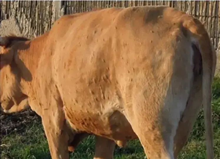 Vache atteinte de dermatose nodulaire contagieuse bovine avec des pustules.
