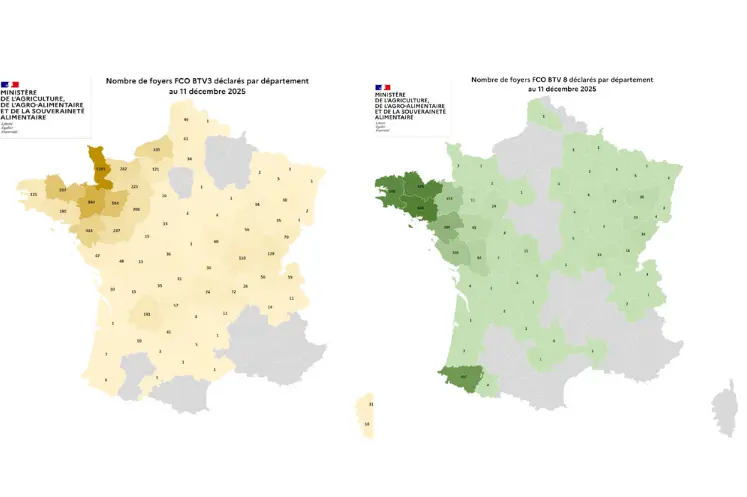  Cartes des foyers de FCO3 et FCO8 au 12 décembre 2025.