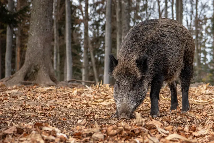 Un sanglier dans la forêt