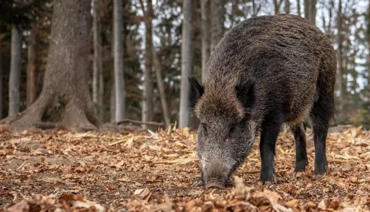 Sanglier dans une forêt.