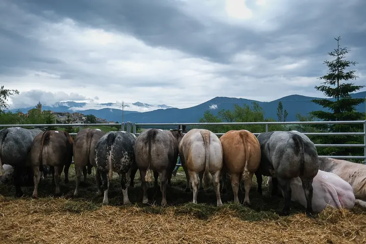 vaches vues de dos dans les Pyrénées Orientales