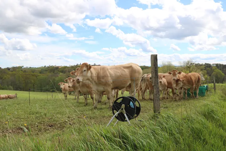Vaches Blondes d'Aquitaine aux pâturages