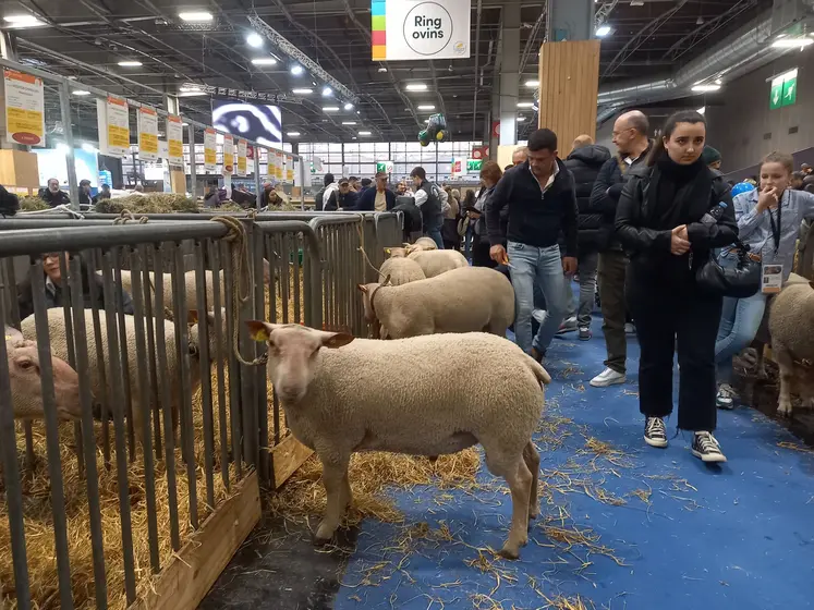 Des moutons charollais dans les allées du salon de l'Agriculture 2025