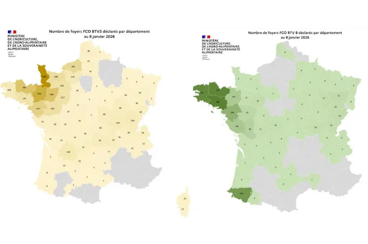 Cartes des foyers de FCO3 et FCO8 enregistrés entre le 1er juin et le 8 janvier 2026 en France