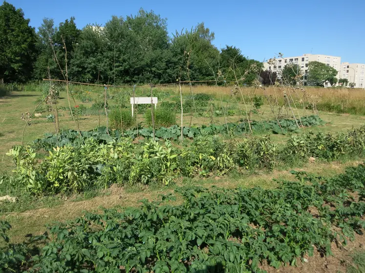 Jardins et potagers familiaux collectifs avec maraichage dans le quartier Saint-Paul à Caen.