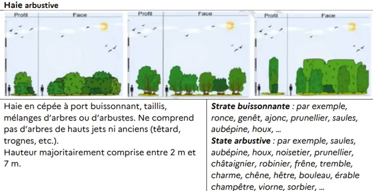 haie arbustive