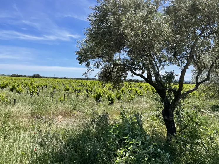 arbre en bordure de vignes