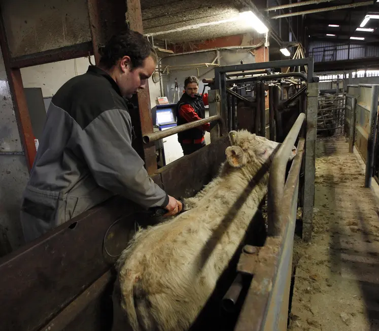 Vaccination d'un bovin dans un élevage de la Marne. 