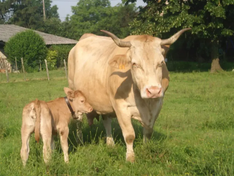 vache et son veau dans un pré