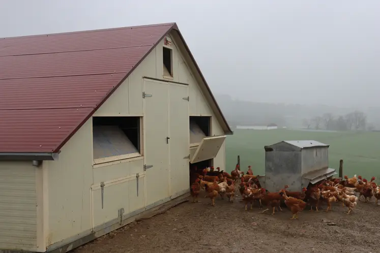 poules entrant dans un bâtiment