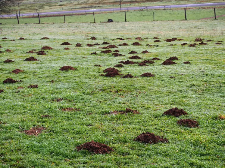 Dégâts de campagnols terrestres dans une prairie dans le Cantal. 