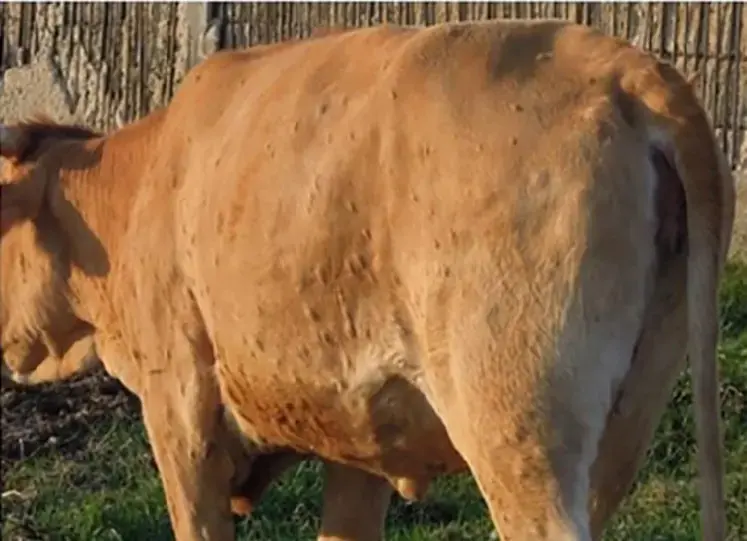 Vache atteint de dermatose nodulaire contagieuse bovine (DNC)