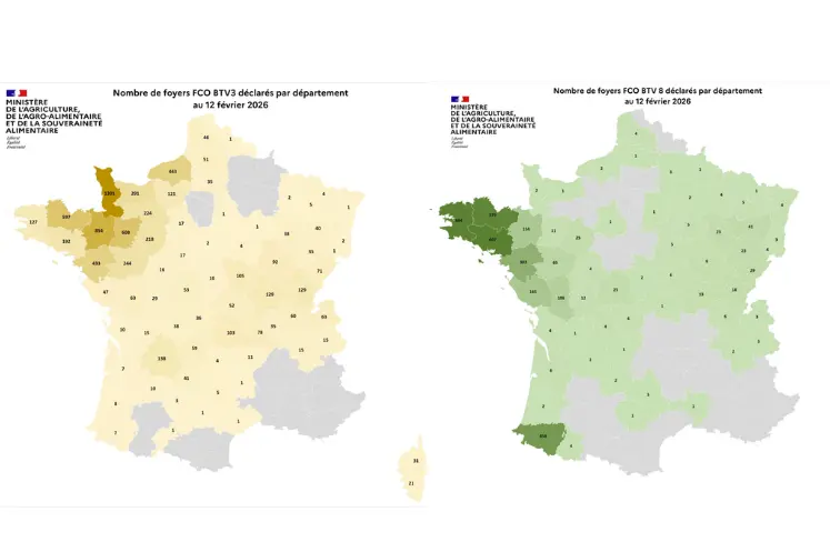 Cartes des foyers de FC03 et FCO8 depuis le 1er juin 2025