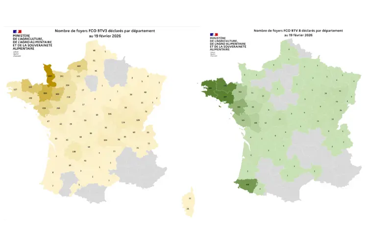 Cartes des foyers de FC03 et FCO8 depuis le 1er juin 2025