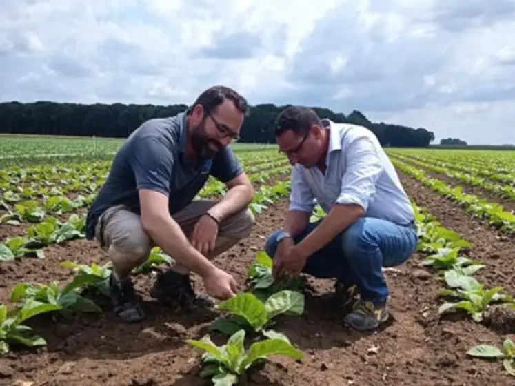 Samuel de Smet et son frère, dans un champ de tabac