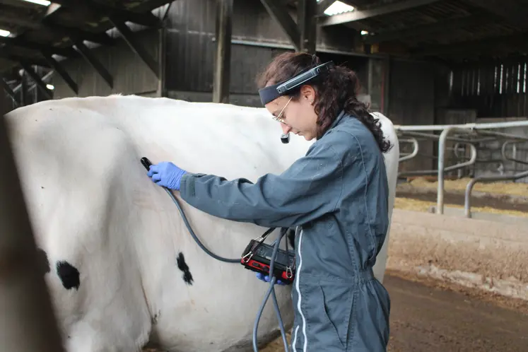 vétérinaire s'occupant d'une vache dans une étable