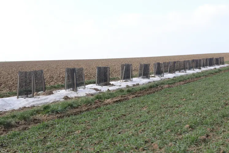 haies plantées en bordure de champ