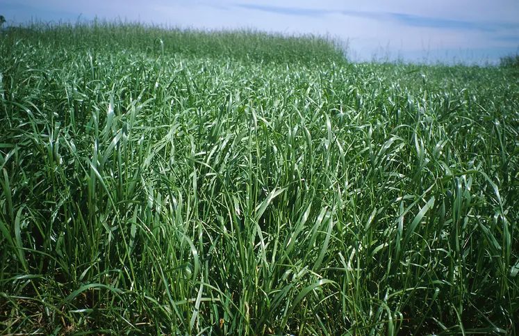champ de ray-grass