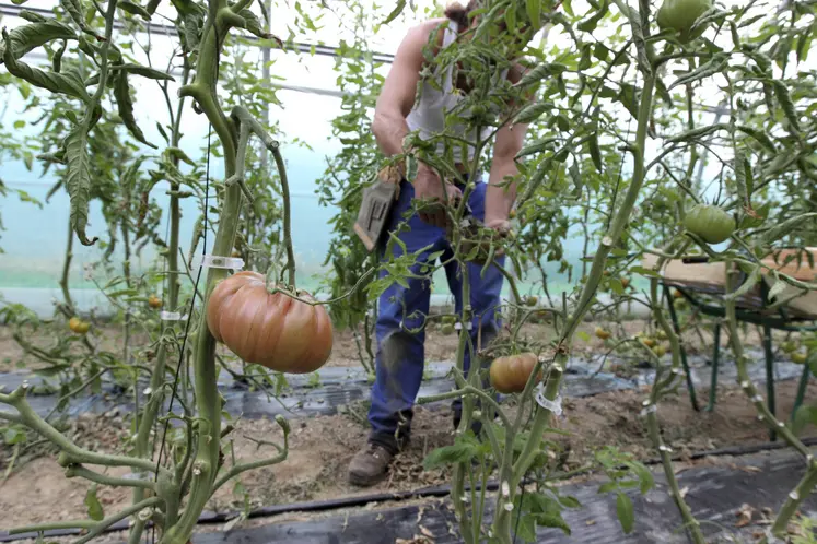 personne travaillant dans une serre où poussent des tomates