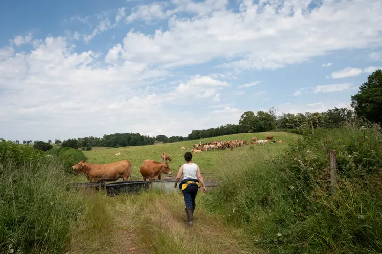 Agricultrice avec son troupeau de vaches allaitantes au pâturage dans la Creuse.
