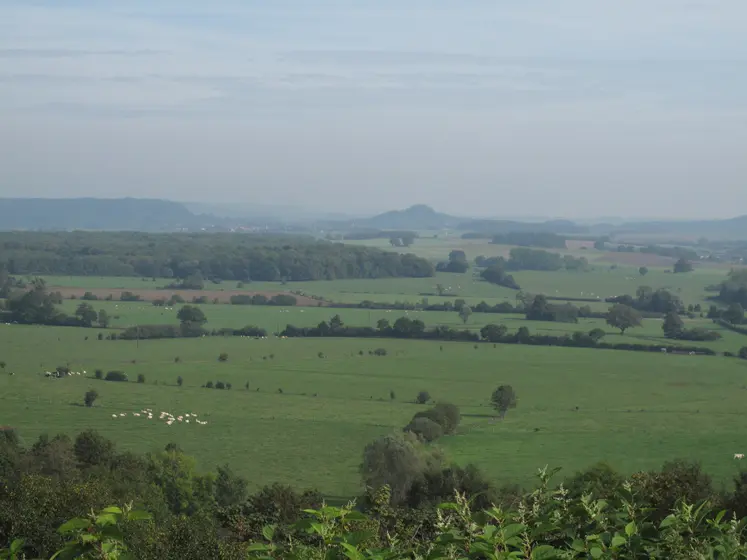 Paysage de la Haute Marne avec des terres agricoles, du foncier, des zones de pâturage et des haies. 