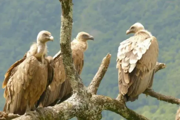 trois vautours fauves perchés sur un arbre